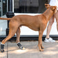 Dog Front Leg Compression Brace