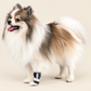Dog Front Leg Compression Brace