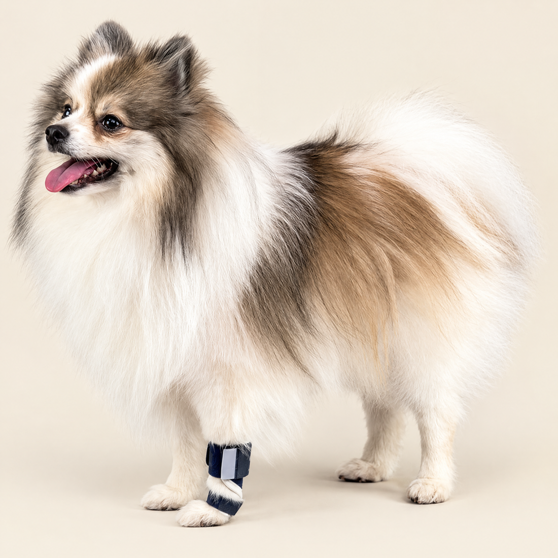 Dog Front Leg Compression Brace
